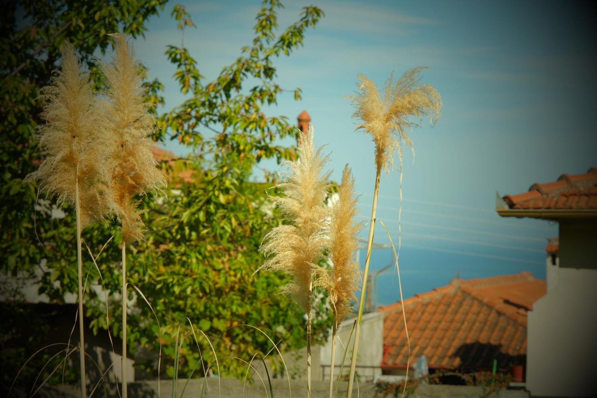 Villa Philia - Olympus Litochoro Exteriér fotografie